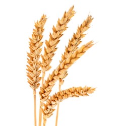 Wheat fiber AlmaFiber 35