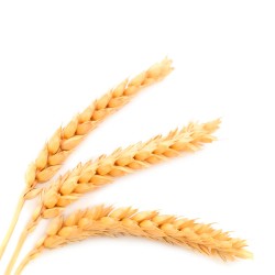 Wheat fiber AlmaFiber 40